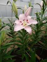 [4225 Rubiano No101.JPG]